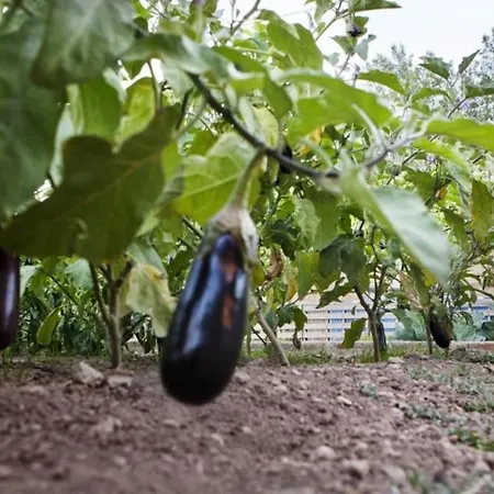 Espasa * 埃斯普卢加·德·弗兰科利